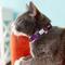 Show in main carousel: Red Dingo Classic Nylon Breakaway Cat Collar with Bell, Purple, 8 to 12.5-in neck, 1/2-in wide slide 3 of 10