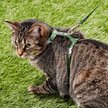 Show in main carousel: Red Dingo Classic Nylon Cat Harness & Leash, Green, 10.6 to 18.9-in chest slide 2 of 8