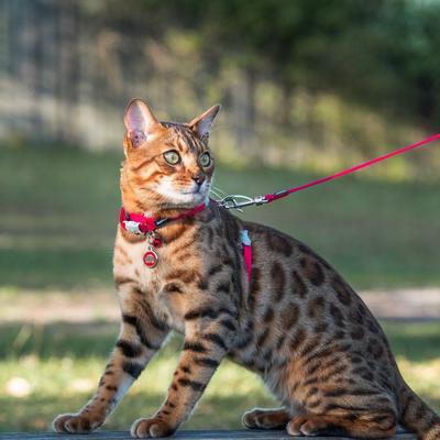 Show full view: Red Dingo Classic Nylon Cat Harness & Leash, Red, 10.6 to 18.9-in chest slide 2 of 10