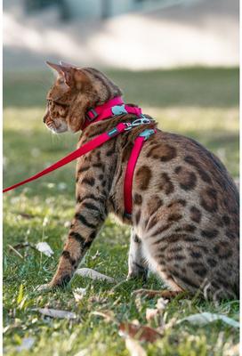 Show full view: Red Dingo Classic Nylon Cat Harness & Leash, Red, 10.6 to 18.9-in chest slide 3 of 10
