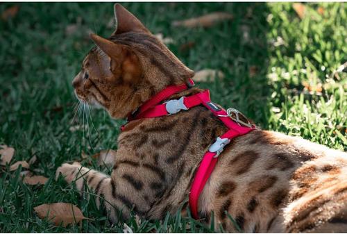 Show full view: Red Dingo Classic Nylon Cat Harness & Leash, Red, 10.6 to 18.9-in chest slide 4 of 10