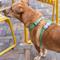 Show in main carousel: Red Dingo Classic Pastel Dog Harness, Green, Large: 22 to 31-in chest slide 6 of 7
