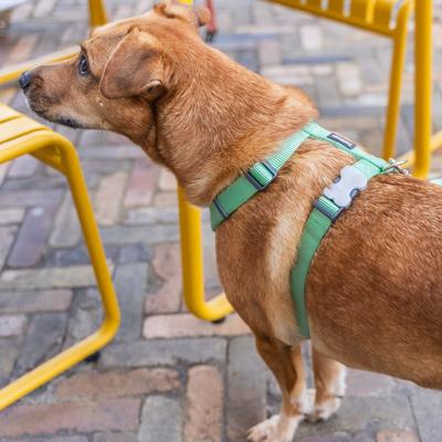Show full view: Red Dingo Classic Pastel Dog Harness, Green, Large: 22 to 31-in chest slide 6 of 7