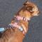 Show in main carousel: Red Dingo Classic Pastel Dog Harness, Orange, Medium: 18 to 26-in chest slide 7 of 8