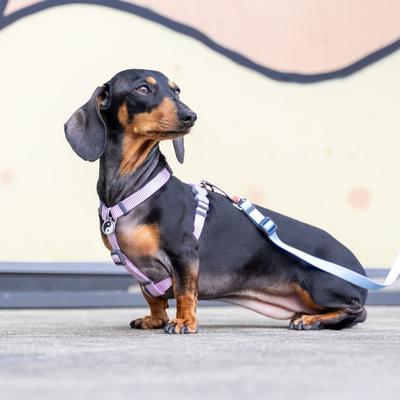 Show full view: Red Dingo Classic Pastel Dog Harness, Purple, Large: 22 to 31-in chest slide 7 of 8