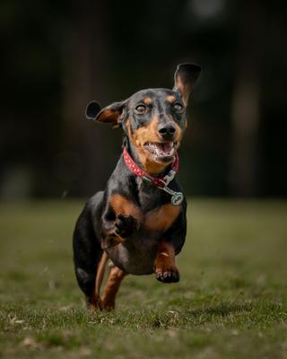 Show full view: Red Dingo Cupcake Stainless Steel Personalized Dog & Cat ID Tag, Small slide 4 of 8