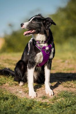 Show full view: Red Dingo Daisy Stainless Steel Personalized Dog & Cat ID Tag, Purple, Large slide 5 of 9