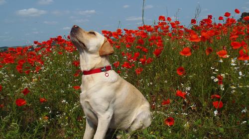 Show full view: Red Dingo Daisy Stainless Steel Personalized Dog & Cat ID Tag, Red, Medium slide 4 of 8