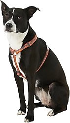 Red Dingo Designer Snake Eyes Nylon Back Clip Dog Harness, Orange, Medium: 17.7 to 26-in chest slide 2 of 6