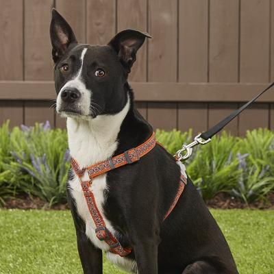 Show full view: Red Dingo Designer Snake Eyes Nylon Back Clip Dog Harness, Orange, Medium: 17.7 to 26-in chest slide 3 of 10