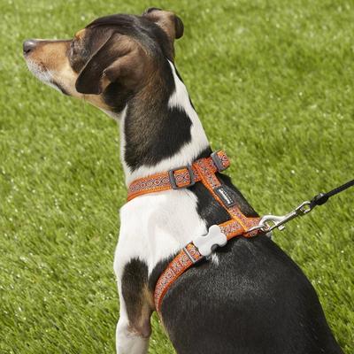 Show full view: Red Dingo Designer Snake Eyes Nylon Back Clip Dog Harness, Orange, Small: 14.2 to 21.3-in chest slide 4 of 10