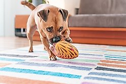 Red Dingo DURABLES Eddie the Echidna Squeaky Soft Dog Toy slide 2 of 6