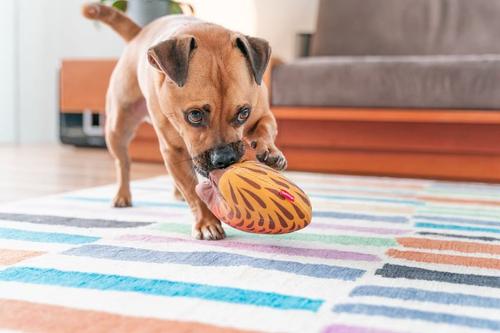 Show full view: Red Dingo DURABLES Eddie the Echidna Squeaky Soft Dog Toy slide 2 of 10