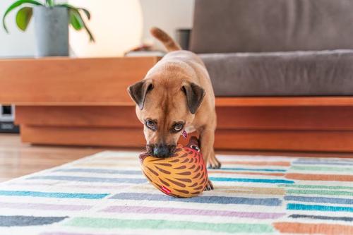 Show full view: Red Dingo DURABLES Eddie the Echidna Squeaky Soft Dog Toy slide 3 of 10