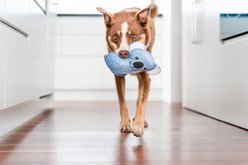 Red Dingo DURABLES Kim the Koala Squeaky Soft Dog Toy slide 2 of 6