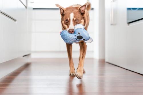 Show full view: Red Dingo DURABLES Kim the Koala Squeaky Soft Dog Toy slide 3 of 11