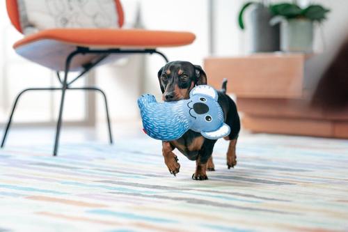 Show full view: Red Dingo DURABLES Kim the Koala Squeaky Soft Dog Toy slide 4 of 11