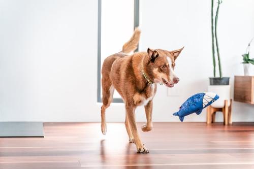 Show full view: Red Dingo DURABLES Steve the Shark Squeaky Soft Dog Toy slide 3 of 9