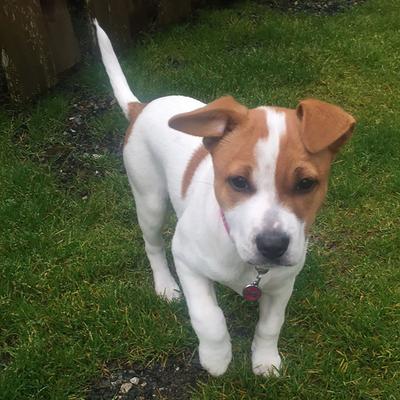 Show full view: Red Dingo Glitter Bone Stainless Steel Personalized Dog ID Tag, Pink, Large slide 4 of 8