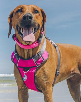 Show full view: Red Dingo Glitter Unicorn Stainless Steel Personalized Dog & Cat ID Tag, Medium slide 2 of 9