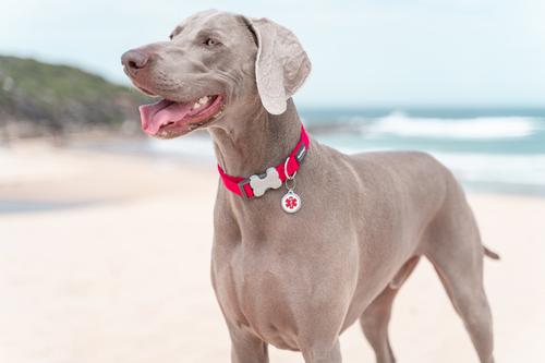 Show full view: Red Dingo Medical Alert Stainless Steel Personalized Dog & Cat ID Tag, Medium slide 5 of 10