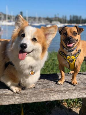 Show full view: Red Dingo Monkey Stainless Steel Personalized Dog & Cat ID Tag, Medium slide 2 of 9