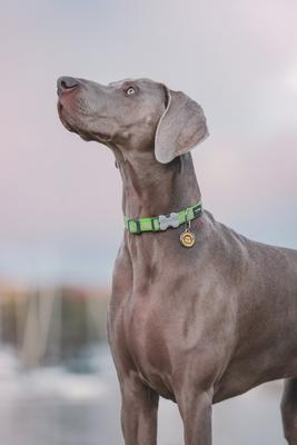 Show full view: Red Dingo Monkey Stainless Steel Personalized Dog & Cat ID Tag, Medium slide 5 of 9