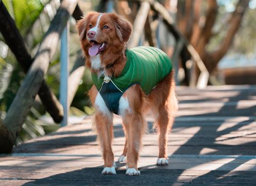 Show full view: Red Dingo Mountains Stainless Steel Personalized Dog & Cat ID Tag, Medium slide 2 of 9