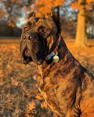 Show full view: Red Dingo Mountains Stainless Steel Personalized Dog & Cat ID Tag, Medium slide 5 of 9