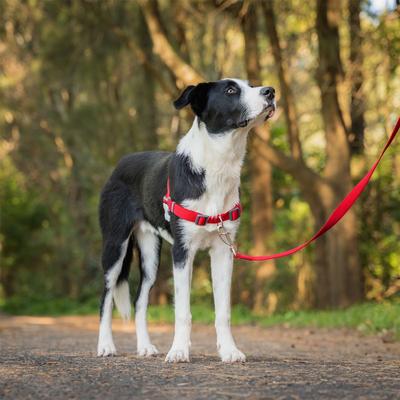 Show full view: Red Dingo No Pull Dog Harness, Grey, Small slide 3 of 8