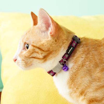 Show full view: Red Dingo Nylon Reflective Breakaway Cat Collar with Bell, Purple, 8 to 12.5-in neck, 1/2-in wide slide 4 of 11