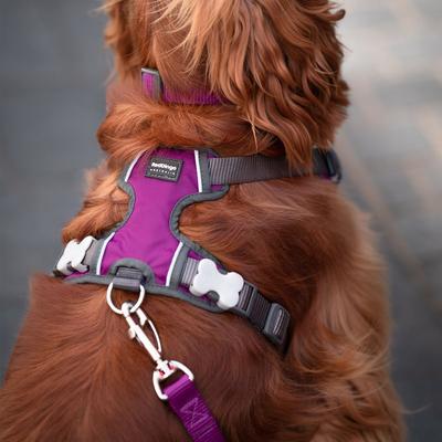 Show full view: Red Dingo Padded Dog Harness, Purple, Large slide 5 of 10
