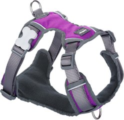 Red Dingo Padded Dog Harness, Purple, Small