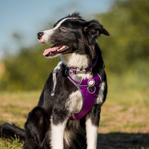 Dog Harness Red Dingo Smooth 30-48 cm Fuchsia main image 1