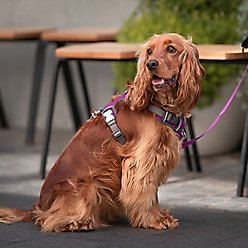 Red Dingo Padded Dog Harness, Purple, X-Small slide 2 of 8