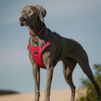 Show full view: Red Dingo Padded Dog Harness, Red, Large slide 3 of 8