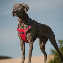 Red Dingo Padded Dog Harness, Red, Medium slide 2 of 6