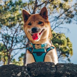 Red Dingo Padded Dog Harness, Turquoise, Extra Large slide 2 of 6