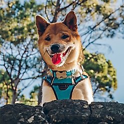 Red Dingo Padded Dog Harness, Turquoise, Medium slide 2 of 6