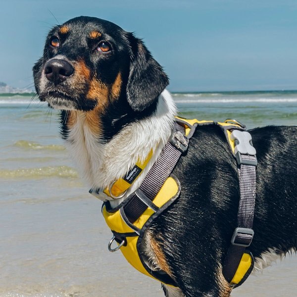 Dog Harness Red Dingo Padded Turquoise Size M main image 0
