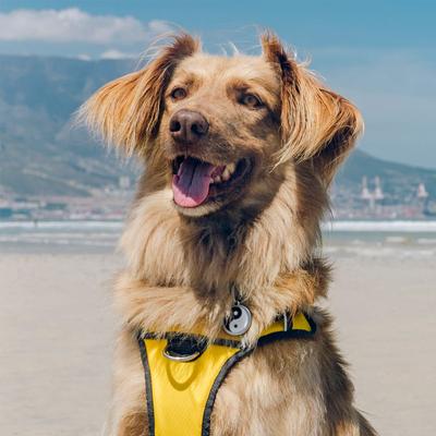 Show full view: Red Dingo Padded Dog Harness, Yellow, X-Large slide 2 of 8