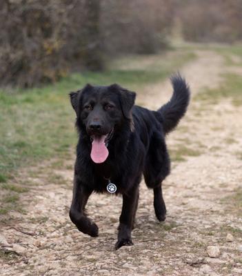 Show full view: Red Dingo Paw Print Stainless Steel Personalized Dog & Cat ID Tag, Black, Medium slide 2 of 9