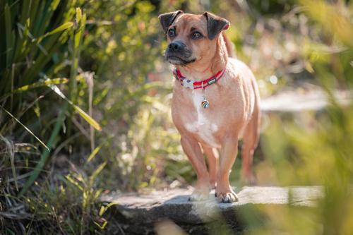 Show full view: Red Dingo Rainbow Stainless Steel Personalized Dog & Cat ID Tag, Large slide 4 of 8