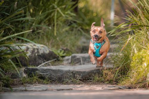 Show full view: Red Dingo Rubber Duck Stainless Steel Personalized Dog & Cat ID Tag, Small slide 4 of 8