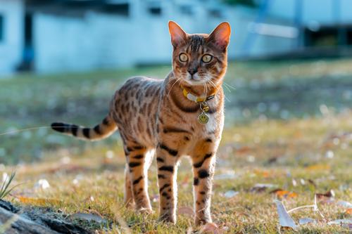 Show full view: Red Dingo Smiley Face Stainless Steel Personalized Dog & Cat ID Tag, Large slide 4 of 8