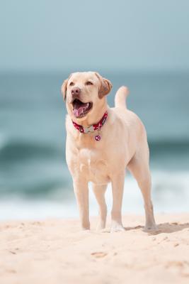 Show full view: Red Dingo Star Stainless Steel Personalized Dog & Cat ID Tag, Red, Medium slide 4 of 8