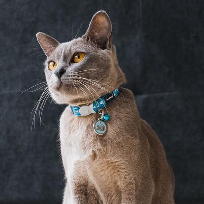 Show full view: Red Dingo Stars Cat Collar, Turquoise slide 3 of 7