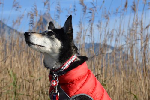 Show full view: Red Dingo Swiss Flag Stainless Steel Personalized Dog & Cat ID Tag, Small slide 4 of 7