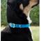 Show in main carousel: Red Dingo Vivid PVC Dog Collar, Blue, Medium: 13 to 16.5-in neck, 4/5-in wide slide 3 of 10