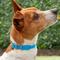 Show in main carousel: Red Dingo Vivid PVC Dog Collar, Blue, X-Small: 9.5 to 12-in neck, 5/8-in wide slide 2 of 8